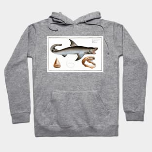 White Shark (1785–1797) Hoodie